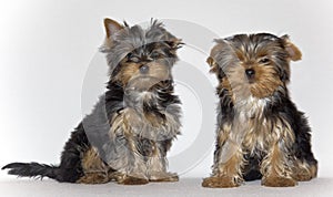 Young cute Yorkshire Terrier puppies posing on a white background. Pets.